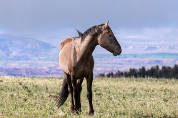 Gray wild horse stallion with early morning sunlight on Sykes Ridge overlooking the Bighorn...
