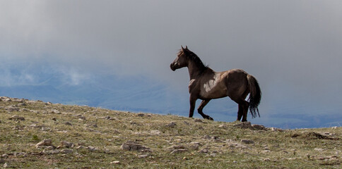 Gray silver grulla wild horse stallion in early morning light on mountain ridge in the western...