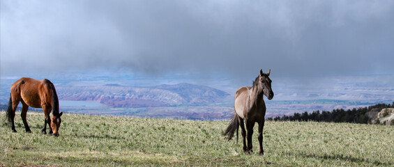 Grulla Gray and chestnut wild horse stallions on Sykes Ridge overlooking the Bighorn National...