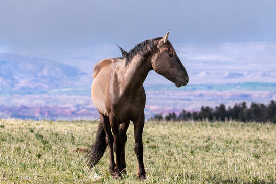 Gray wild horse stallion with early morning sunlight on Sykes Ridge overlooking the Bighorn National Recreation area on the border of Wyoming and Montana in the western United States