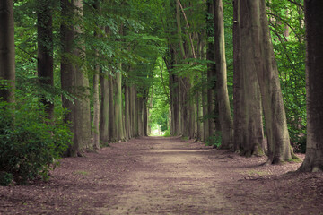 Fototapeta premium Tree-lined hiking path in Mastenbos in Kapellen, Belgium.