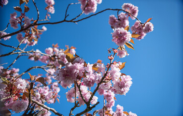 Cherry blossom flower in the spring.
