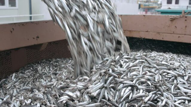 Small size sardine fishes are seen transported into a truck for fish food manufacturing.