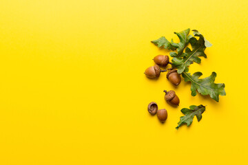 Branch with green oak tree leaves and acorns on colored background, close up top view