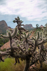 Cholla Cactus in the Arizona Desert