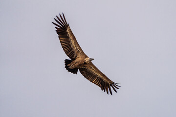 Griffon vulture, Gyps fulvus in Monfrague National Park. Extremadura, Spain