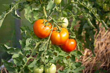 Red ripe tomatoes growing on a green plant branch at a greenhouse.