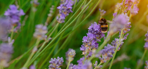 closeup of bumblebee on lavender flower  on sunny summer day Summer flowers.  Summertime     High...