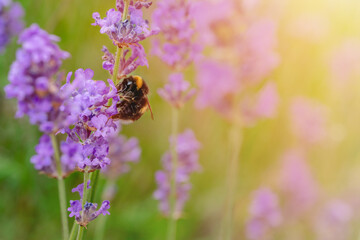 closeup of bumblebee on lavender flower  on sunny summer day Summer flowers.  Summertime     High...