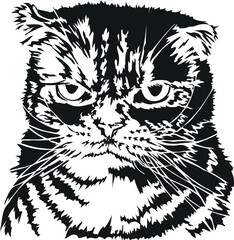 Vector black and white illustration: scottish fold cat. Pet with gloomy face. Element for design card, poster, illustrations about animals, nature.