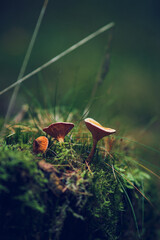 chanterelles growing in the wild. High quality photo
