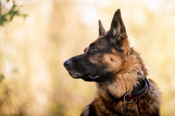 Portrait of a German shepherd in a park. Purebred dog.
