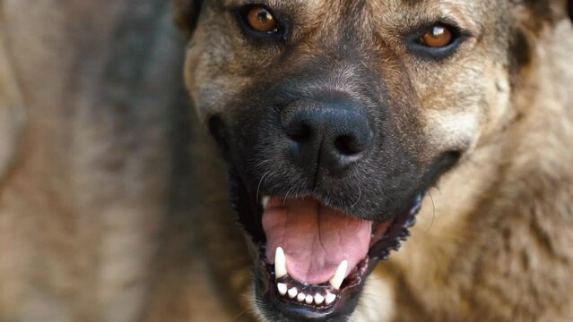 A dog looking up at the camera. Close up portrait of the homeless sand-colored underbred dog in the street. Unhappy lonely battered stray dog calmly looking into the camera. Homeless animals. 