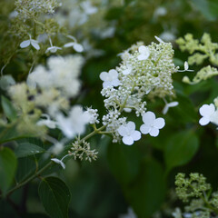 hydrangea for cards background white flowers small white flowers square	
