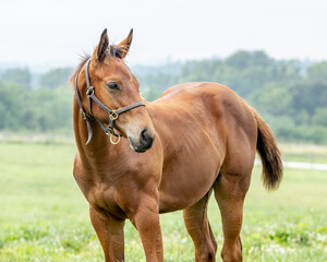 A portrait of a Thoroughbred filly with her head turned in a pasture.