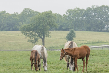 Obraz na płótnie Canvas Two gray broodmares with brown foals in a foggy pasture on a summery day.