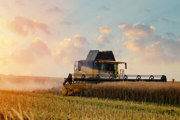Fototapeta premium Farmer driving a harvester working in a wheat field at sunset