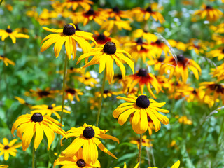 Rudbeckia flowers. Black-eyed Susan. Blooming flowers in the garden. Selective soft focus. Floral wallpaper.
