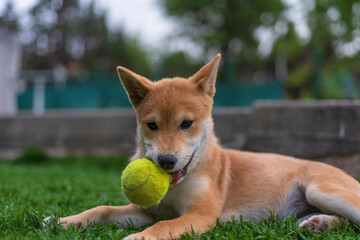 cachorro de perro japonés de raza shiba inu, jugando con una pelota y una zapatilla sobre el césped verde - obrazy, fototapety, plakaty