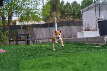 cachorro de perro japonés de raza shiba inu, jugando con una pelota y una zapatilla sobre el...