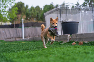 cachorro de perro japonés de raza shiba inu, jugando con una pelota y una zapatilla sobre el...