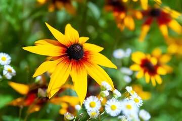 Rudbeckia flower. Black-eyed Susan. Close-up of a flower bloom. Selective soft focus.