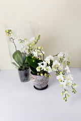Two pots with blooming orchids on a white background