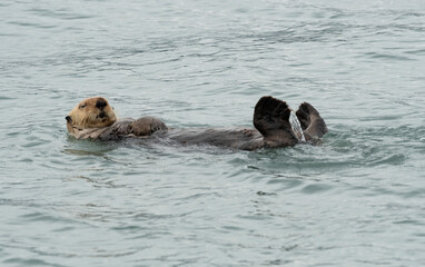 Fototapeta premium Sea Otter Floating in Kachemak Bay, Alaska
