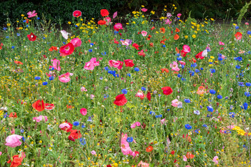 Multicolored flowering summer meadow with red pink poppy flowers, blue cornflowers