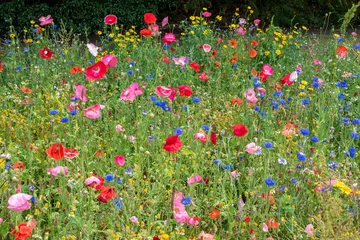 Schilderijen op glas Multicolored flowering summer meadow with red pink poppy flowers, blue cornflowers © russell102