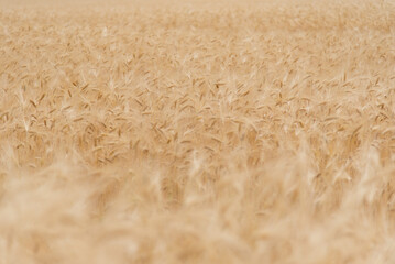 A field of rye. Background. Nature. Summer harvest.