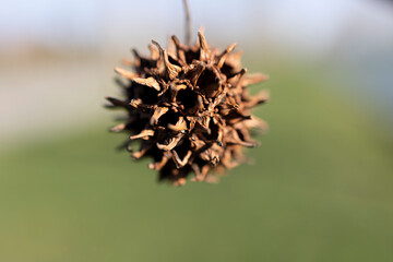 Close up plant seed. Flu, blur background.