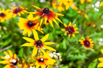 Flowers of Rudbeckia. Black-eyed Susan. Flowers blooming in the garden. Selective soft focus. Floral wallpaper.