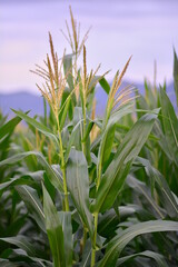 Fototapeta premium grass and sky