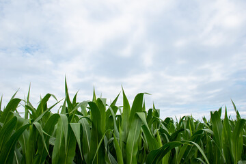 Maize leaves on blue sky background. Agriculture farming landscape