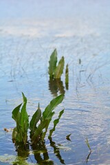 water lily in the water