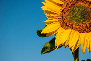 Closeup sunflower flower on blue sky background. Fragment