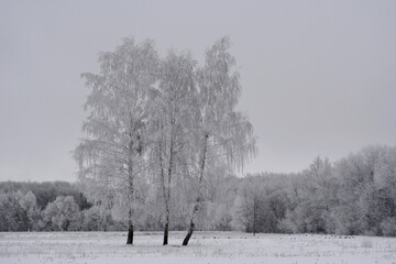 Three birch trees covered by hoarfrost on the background of snowy field and forest on the horizon. Winter landscape