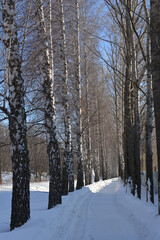 Winter landscape with snowy road between birch and poplar trees.