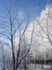 Beautiful trees covered by hoarfrost in cold winter day. Vertical photo with wintry landscape.
