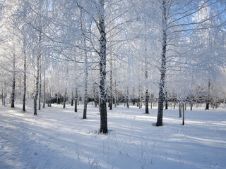Beautiful winter scene with birch trees covered by hoarfrost in city park