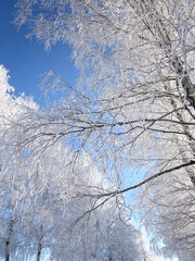 Wonderful winter landscape. The sunlit birch trees are covered with hoarfrost. Frosted branches...