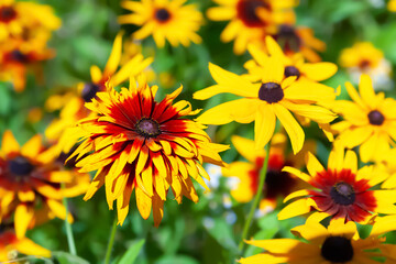 Terry Rudbeckia flower. Black-eyed Susan. Close-up of a flower bloom. Selective soft focus. Floral wallpaper.