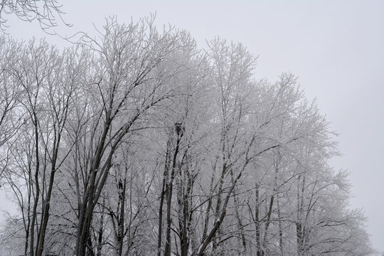 Frozen trees in city park in winter. Dark branches are covered by white hoarfrost.