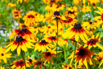 Rudbeckia flowers. Black-eyed Susan. Flowers blooming in the garden. Floral wallpaper. Selective soft focus.