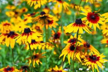 Rudbeckia flowers. Black-eyed Susan. Blooming flowers in the garden. Floral wallpaper. Selective soft focus.