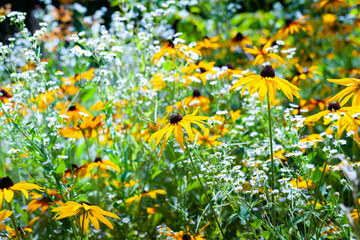Rudbeckia flowers. Black-eyed Susan is in bloom. Flowers bloom in the meadow. Floral wallpaper. Selective focus.