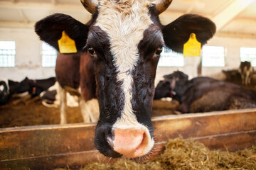 The head of a black and white cow, in a corral on a dairy farm, the cow looks into the frame,...