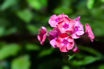 Phlox flowers. Close-up inflorescence of pink phlox flowers. Flowers blooming in the garden. Floral wallpaper. Selective soft focus.