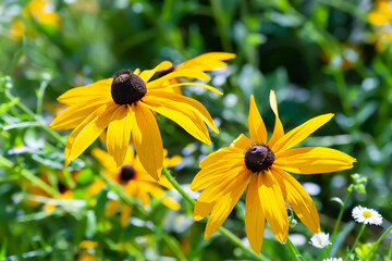 Rudbeckia flower. Black-eyed Susan. Close-up of a flower bloom. Selective soft focus. Floral wallpaper.